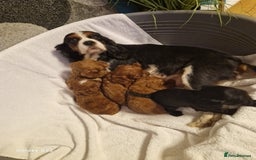 Cavapoo dogs for sale: Fox Red Cavapoo F1 Puppies  - Image 5