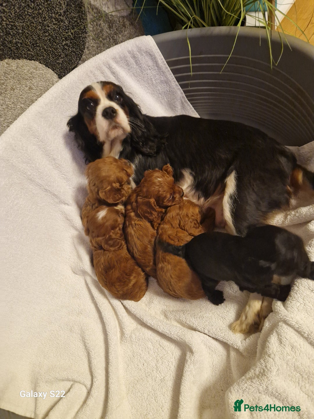 Cavapoo dogs for sale: Fox Red Cavapoo F1 Puppies  - Image 5