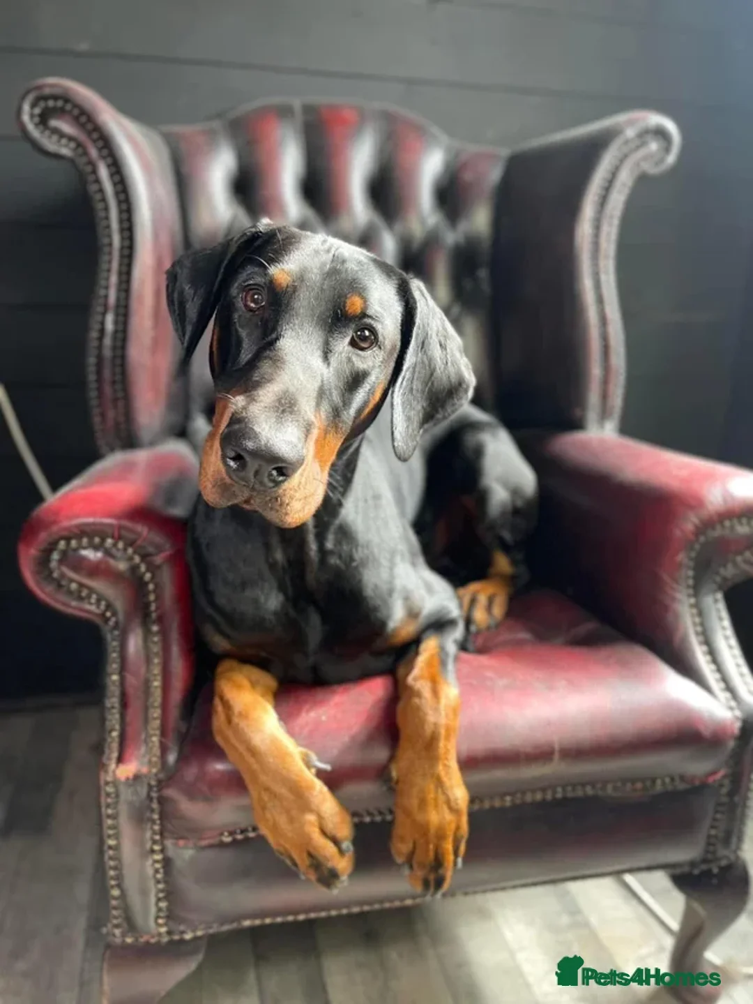 Dobermann dogs for stud: Doberman for stud  - Advert 2