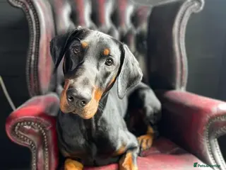 Dobermann dogs Doberman for stud - Advert 13