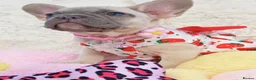 French Bulldog dogs for sale: Beautiful french bulldog  in Derby - Advert 8