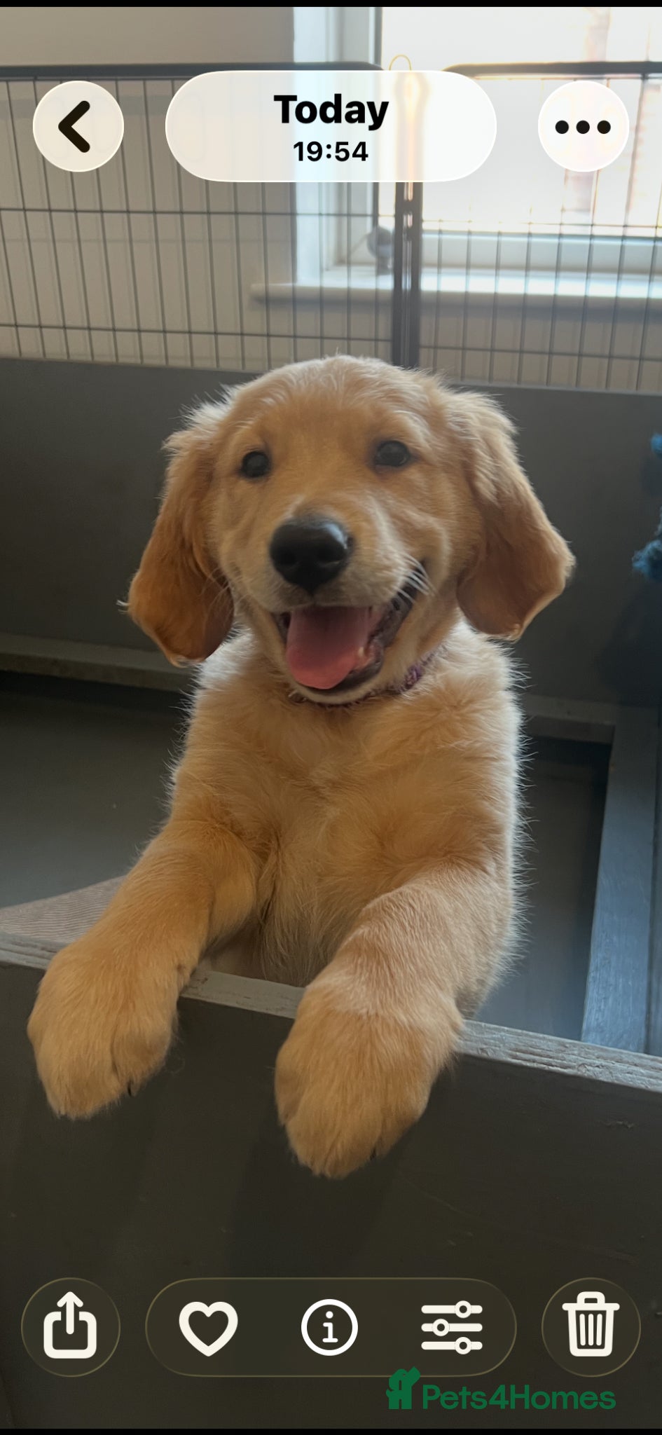 Golden Retriever dogs Stunning KC Golden Retriever pups - Advert 6