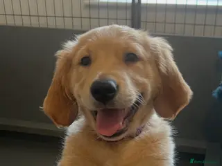 Golden Retriever dogs Stunning KC Golden Retriever pups - Advert 6