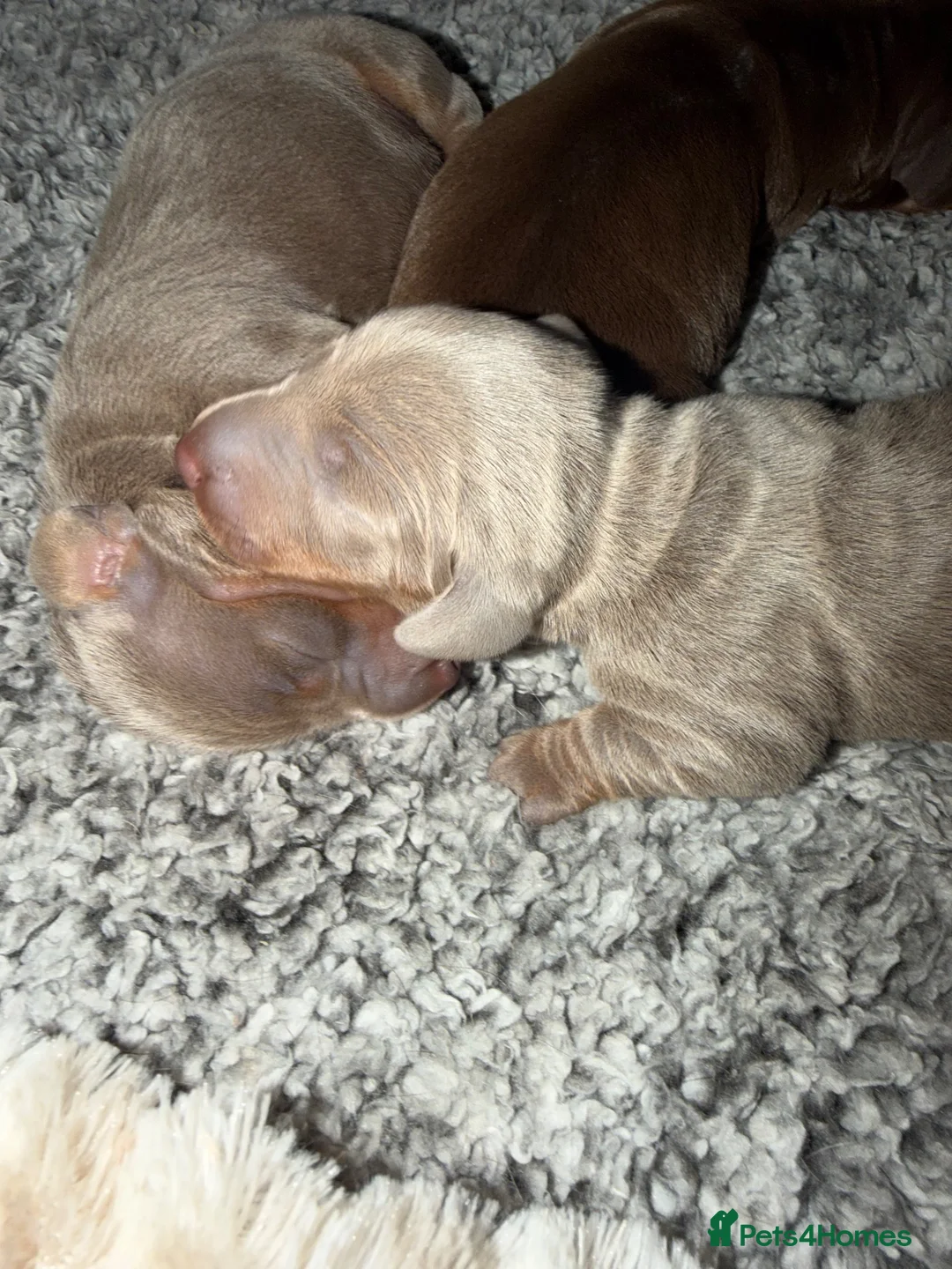 Miniature Dachshund dogs for sale: Dashing miniature dachshunds  - Advert 1
