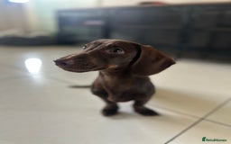 Miniature Dachshund dogs for sale: 2 miniature daschunds - Image 5