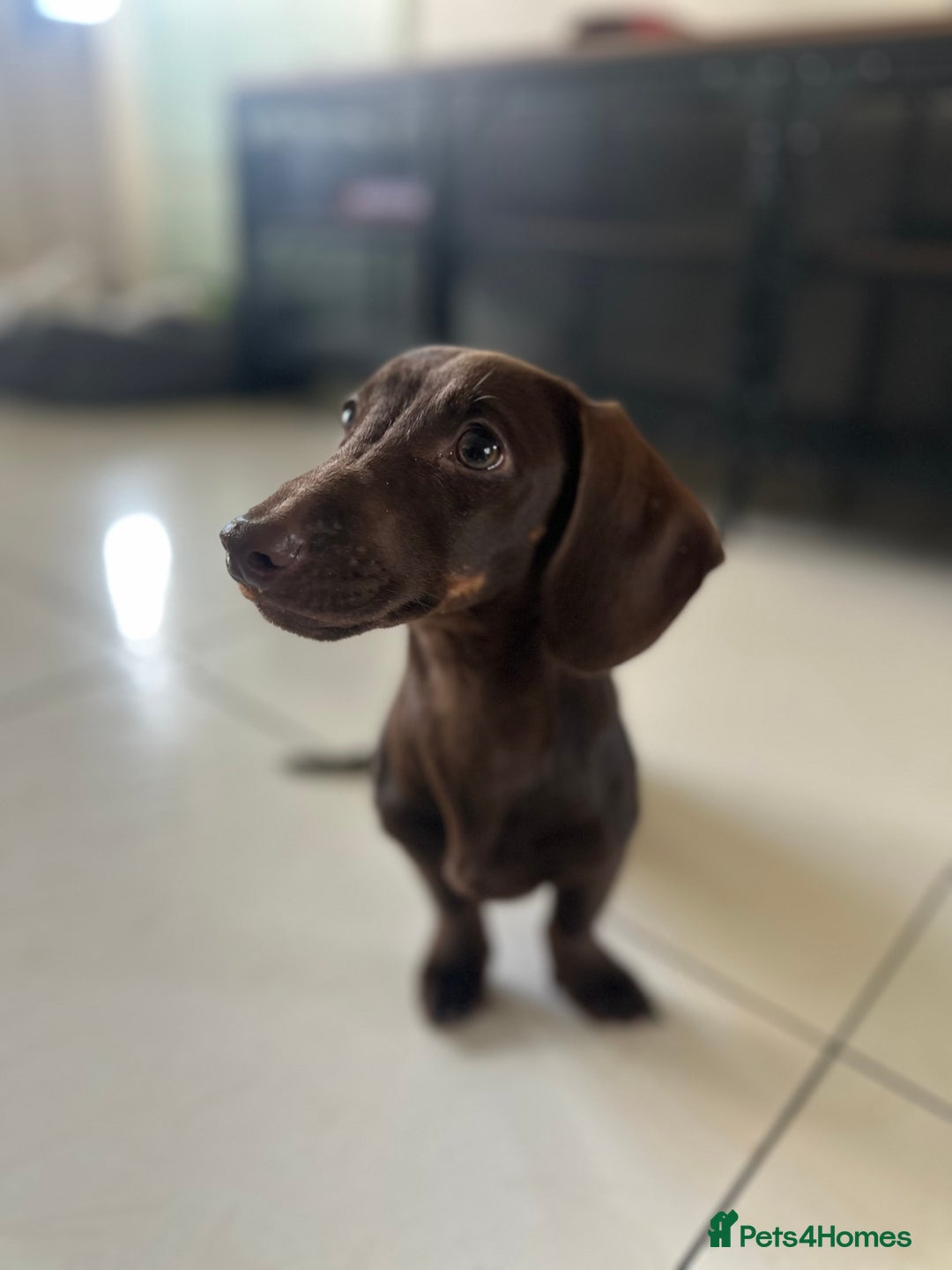 Miniature Dachshund dogs for sale: 2 miniature daschunds - Image 5