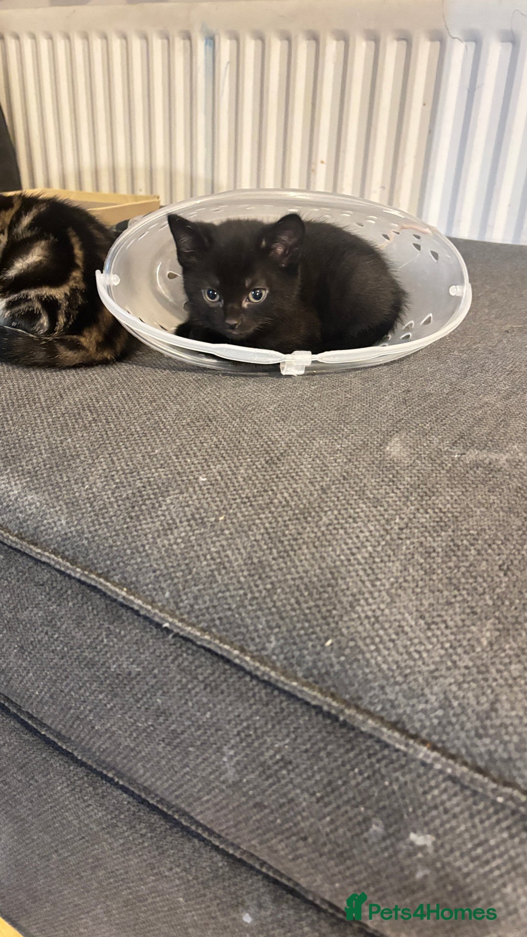 British Shorthair cats for sale: Four half breed mixed Bengal short haired kittens  - Image 5