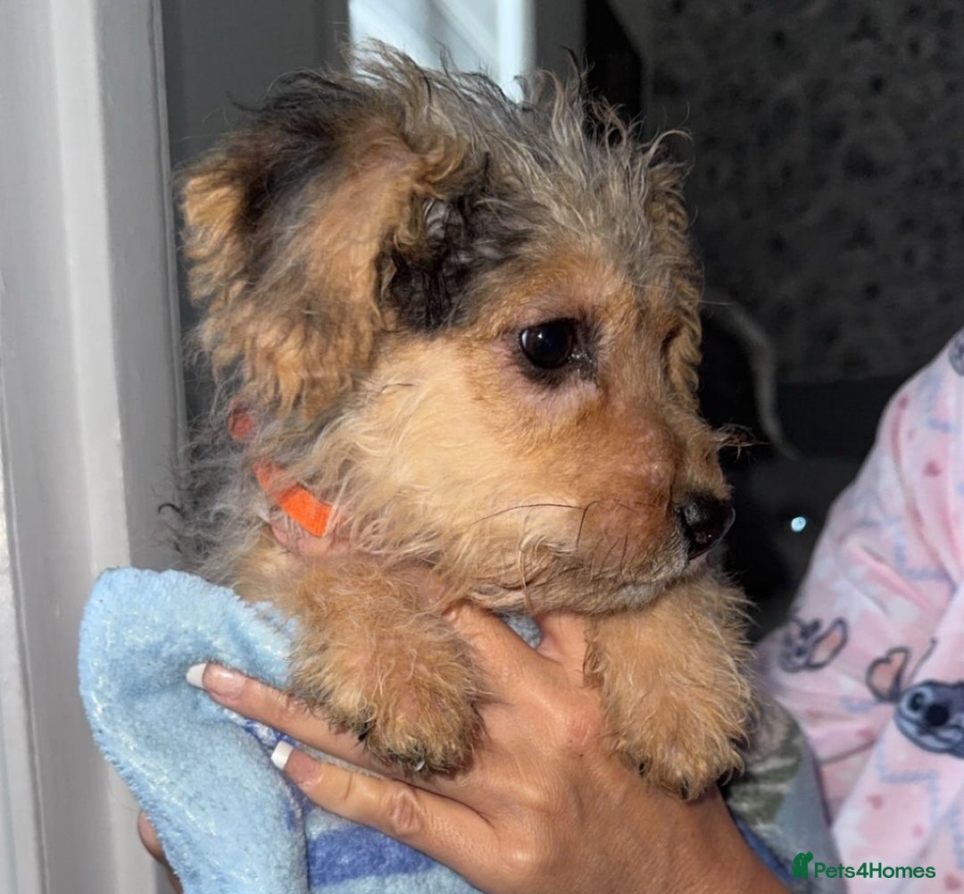 Jackapoo dogs for sale: Miniature jackpoo puppies  - Advert 4