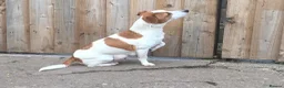 Jack Russell dogs for sale: Jack russell puppies - Advert 5