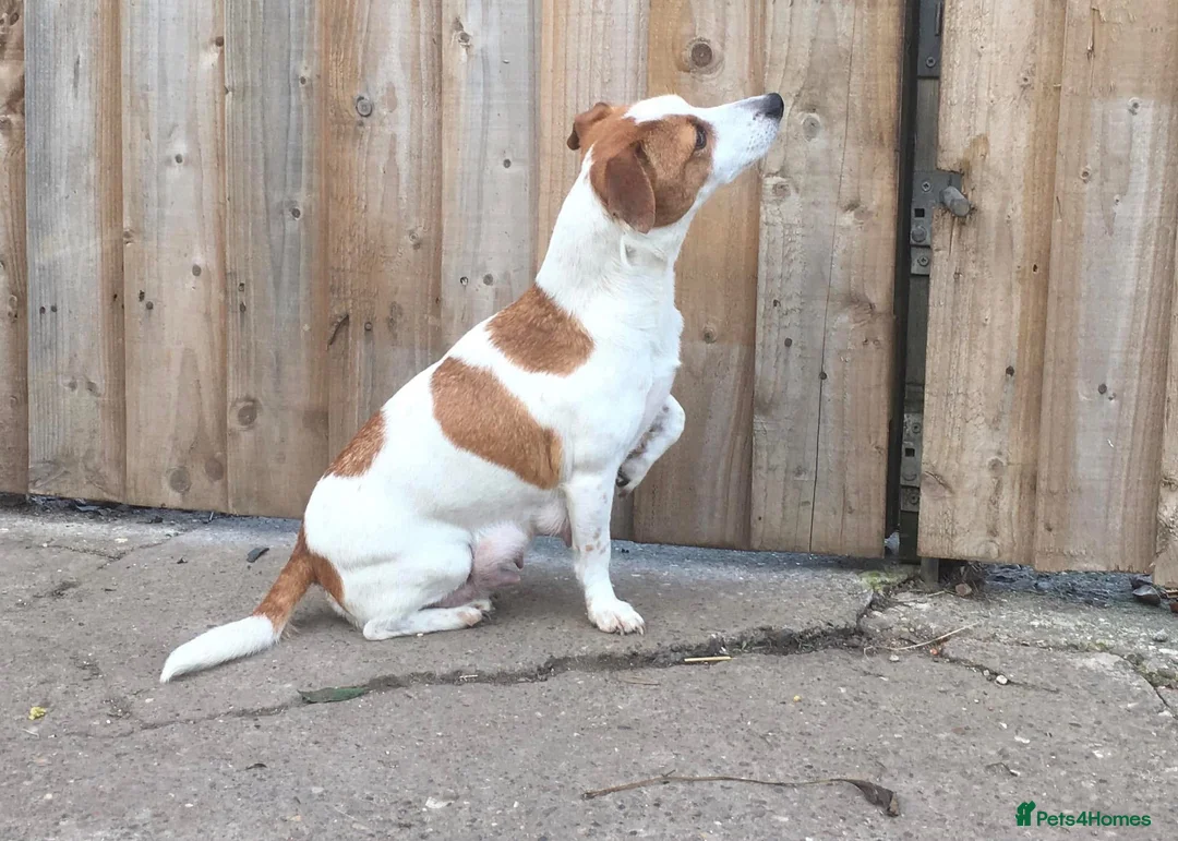Jack Russell dogs for sale: Jack russell puppies - Advert 5