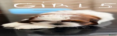Shih Tzu 4