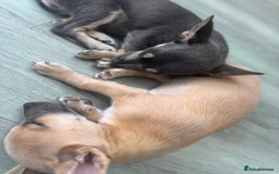 Chihuahua dogs for sale: 💙💛 Blue & tan pure breed deer head chihuahuas 💙 - Image 4