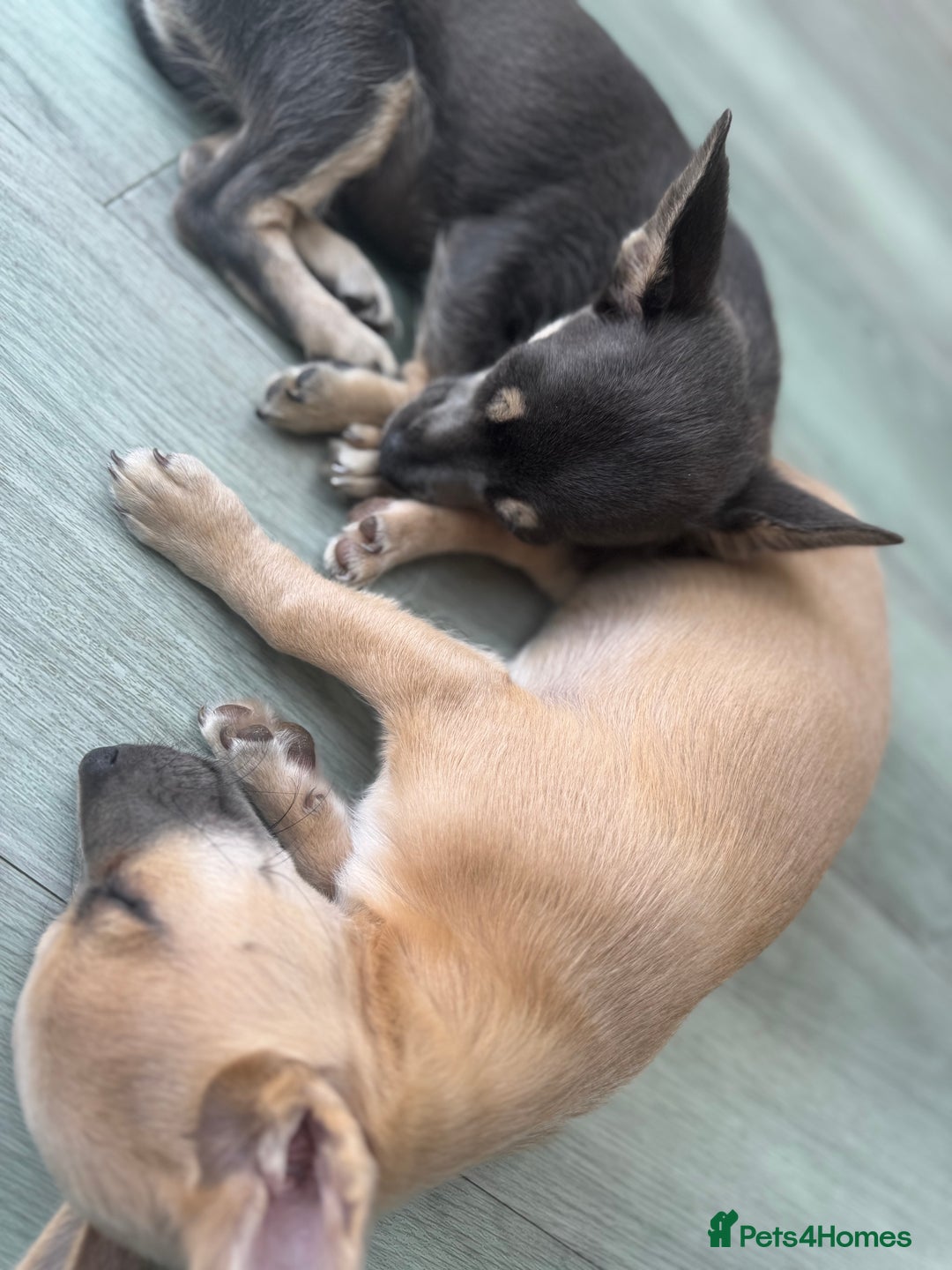 Chihuahua dogs for sale: 💙💛 Blue & tan pure breed deer head chihuahuas 💙 - Image 4