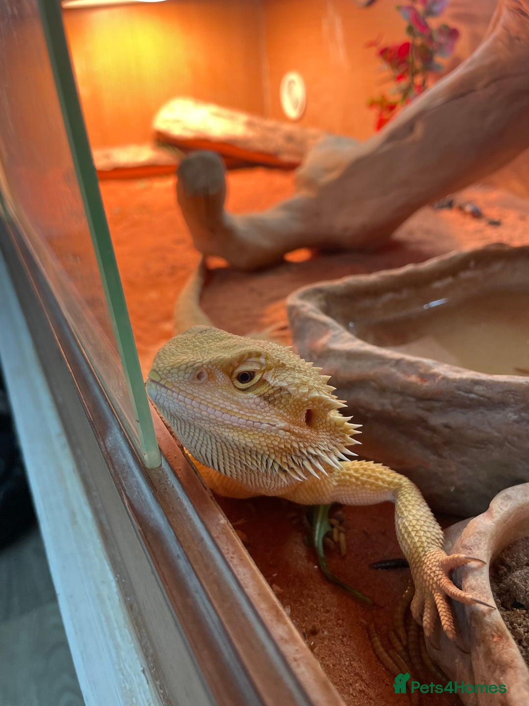Bearded Dragon reptiles for sale: Bearded Dragon - Image 6