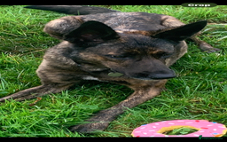 Belgian Shepherd Dog dogs for sale: Belgium Shepard girl needs new home - Image 2