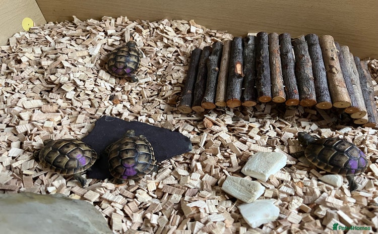 Tortoise reptiles Baby Spur Thighed Tortoise - Advert 1
