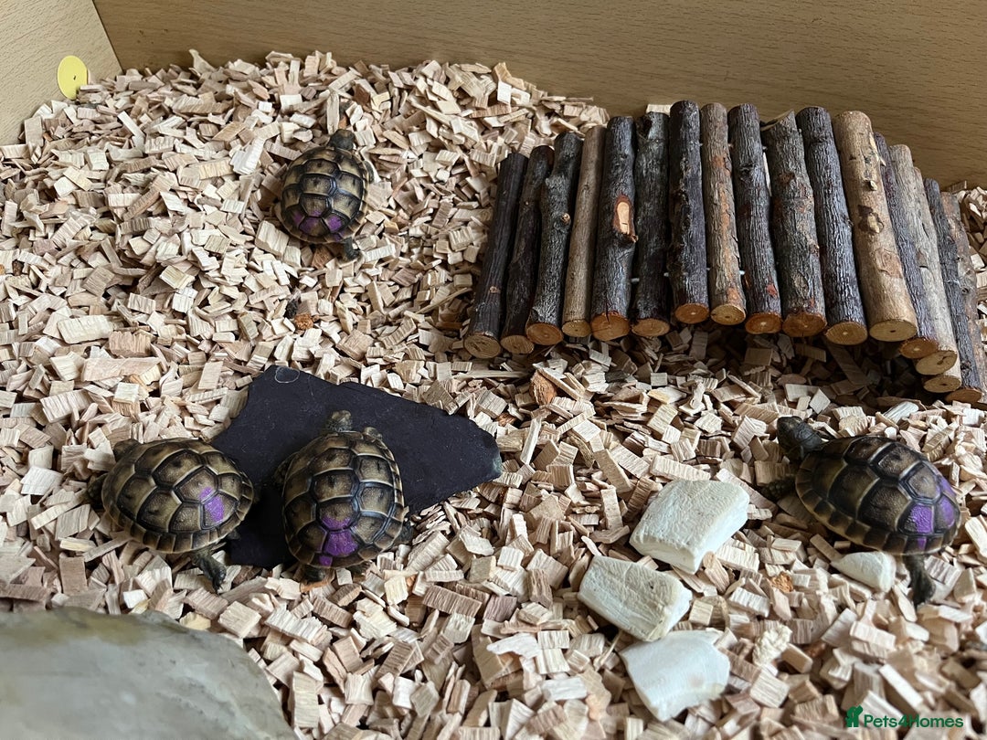 Tortoise reptiles for sale: Baby Spur Thighed Tortoise - Advert 1