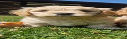 Cavachon dogs for sale: ✨️LAST STUNNING H/TESTED CREAM F1 CAVACHON BITCH✨️ - Advert 16