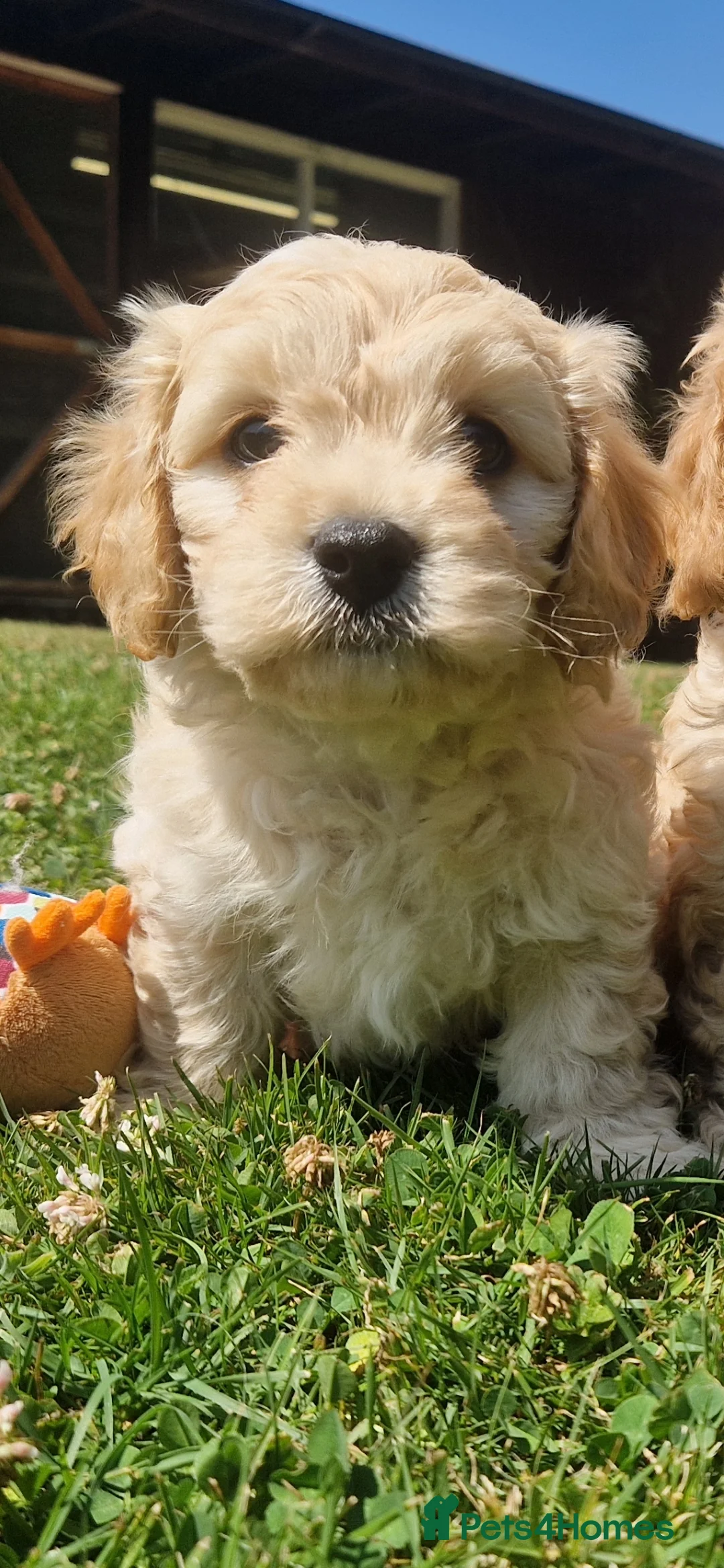 Cavachon dogs for sale: ✨️LAST STUNNING H/TESTED CREAM F1 CAVACHON BITCH✨️ - Advert 16