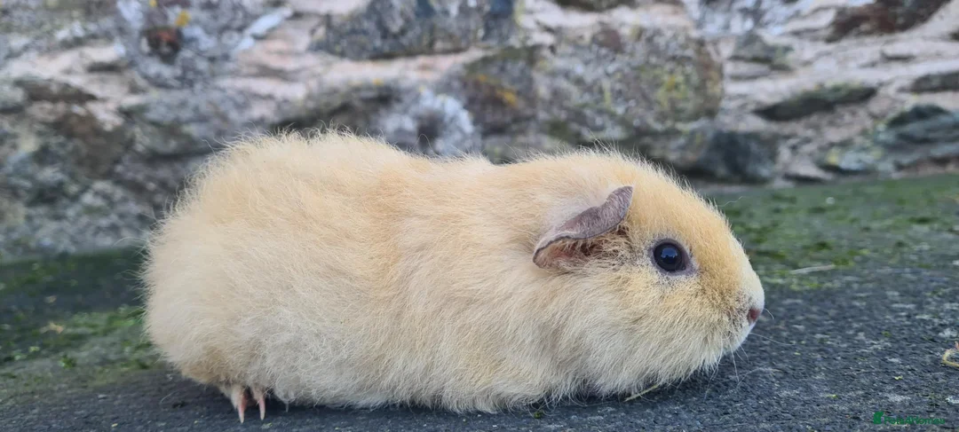 Rat rodents for sale: male guinea pigs (shelties, fuzzy and smooth)  - Advert 22