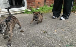 Mixed Breed dogs for sale: Mixed breed foster pup - Image 8