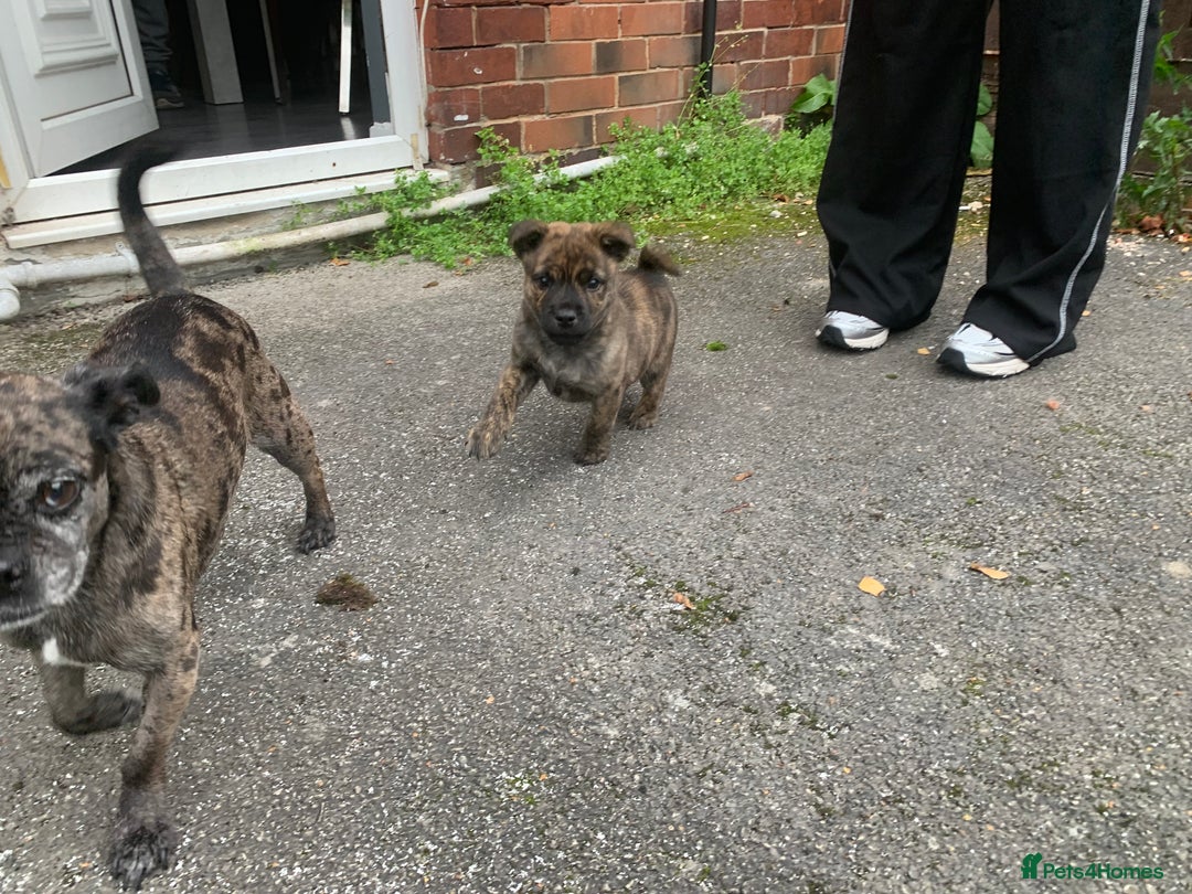 Mixed Breed dogs for sale: Mixed breed foster pup - Image 8