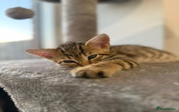 Bengal cats for sale: Half Bengal Kitten for Sale - Image 3