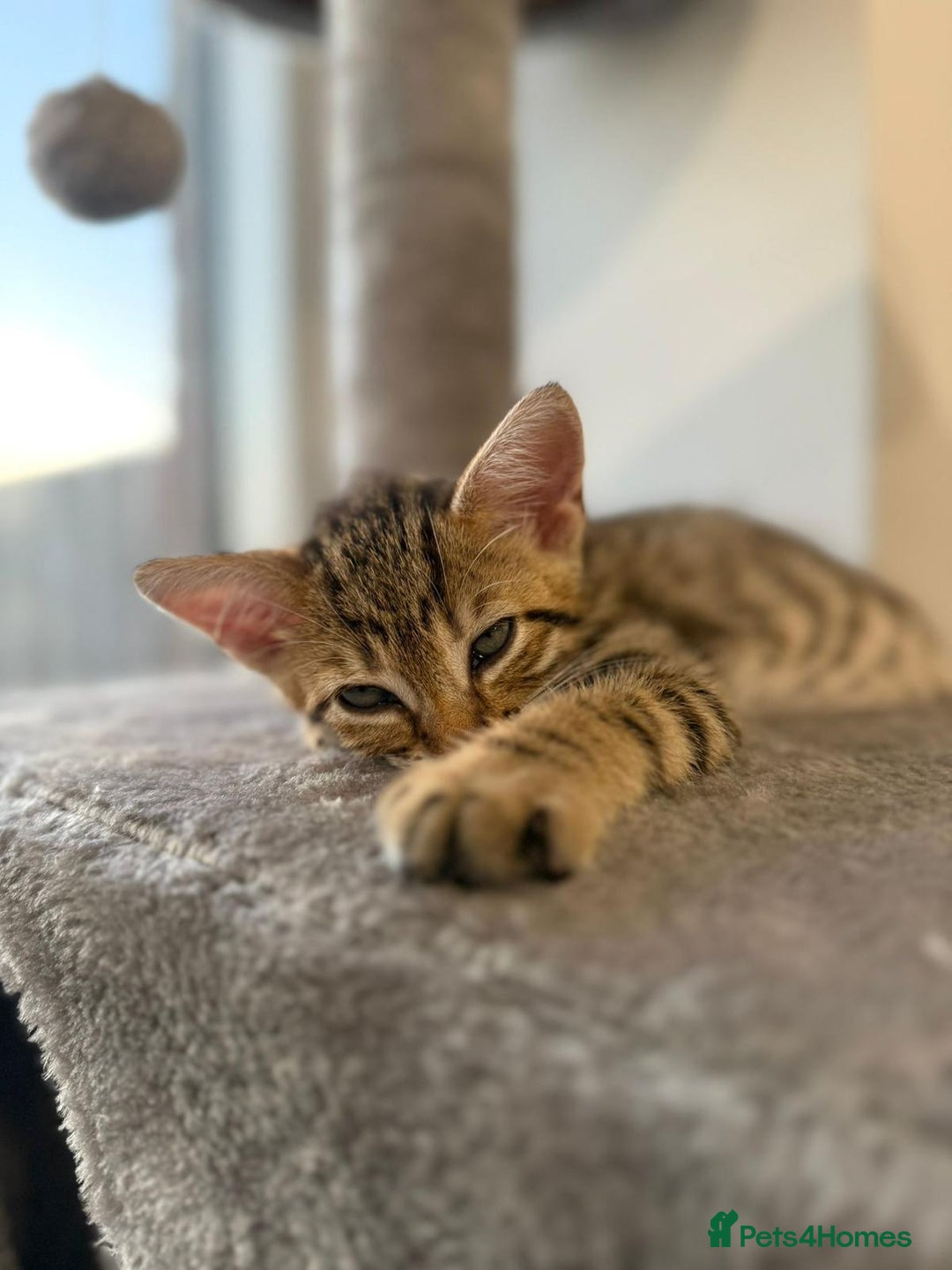 Bengal cats for sale: Half Bengal Kitten for Sale - Image 3