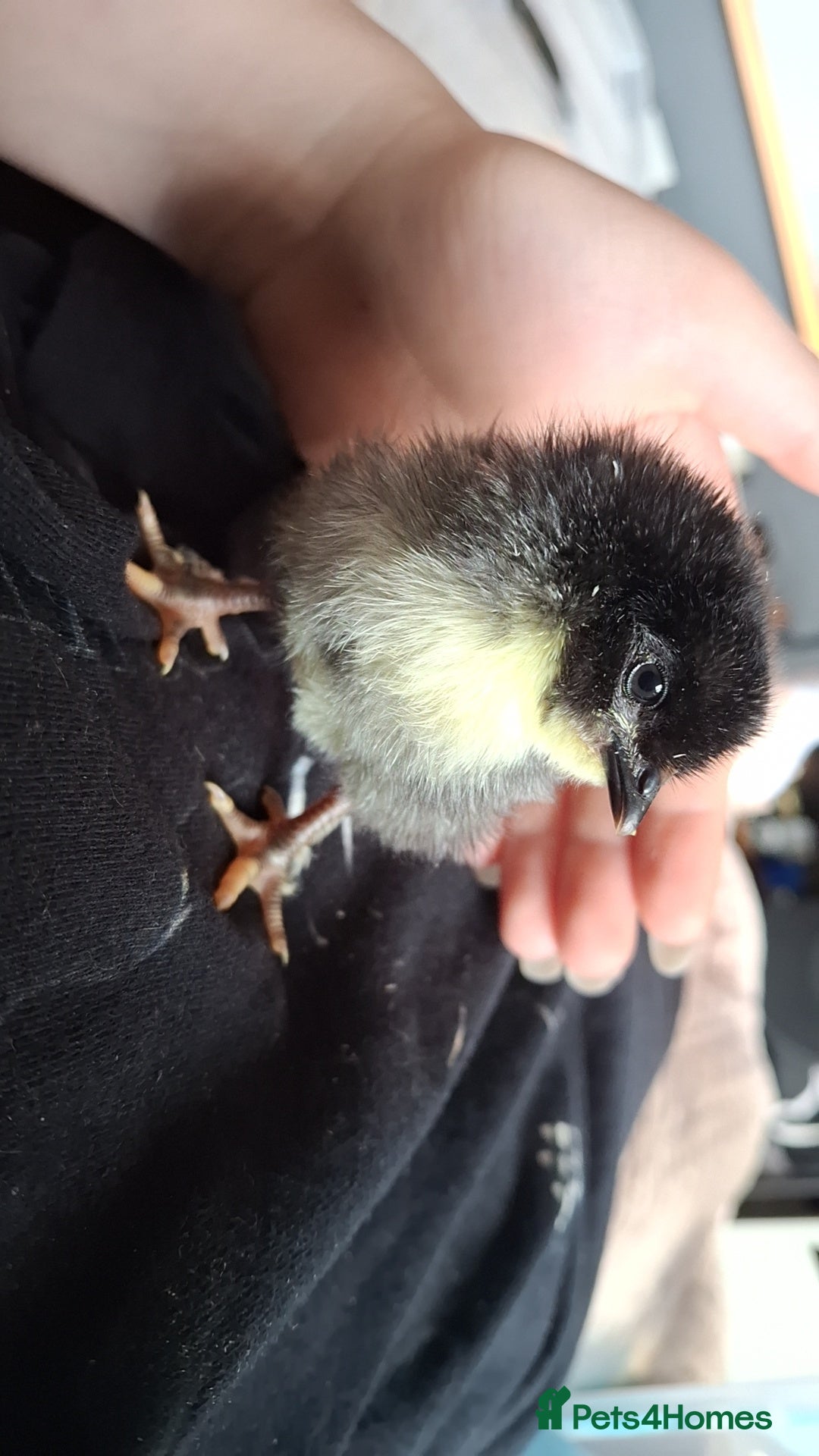 Chickens poultry Day old chick - Advert 5