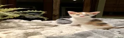 Mixed Breed cats for sale: New batch of Cuties in Basingstoke - Advert 27
