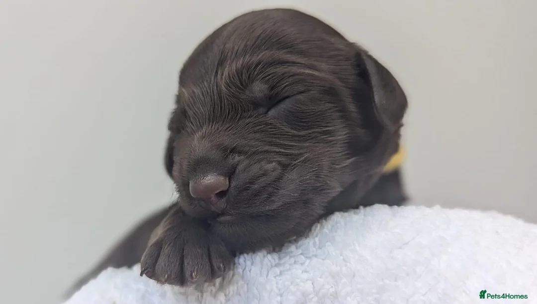 Miniature Poodle dogs for stud: Red KC registered miniature poodle - Health tested in Livingston - Advert 17