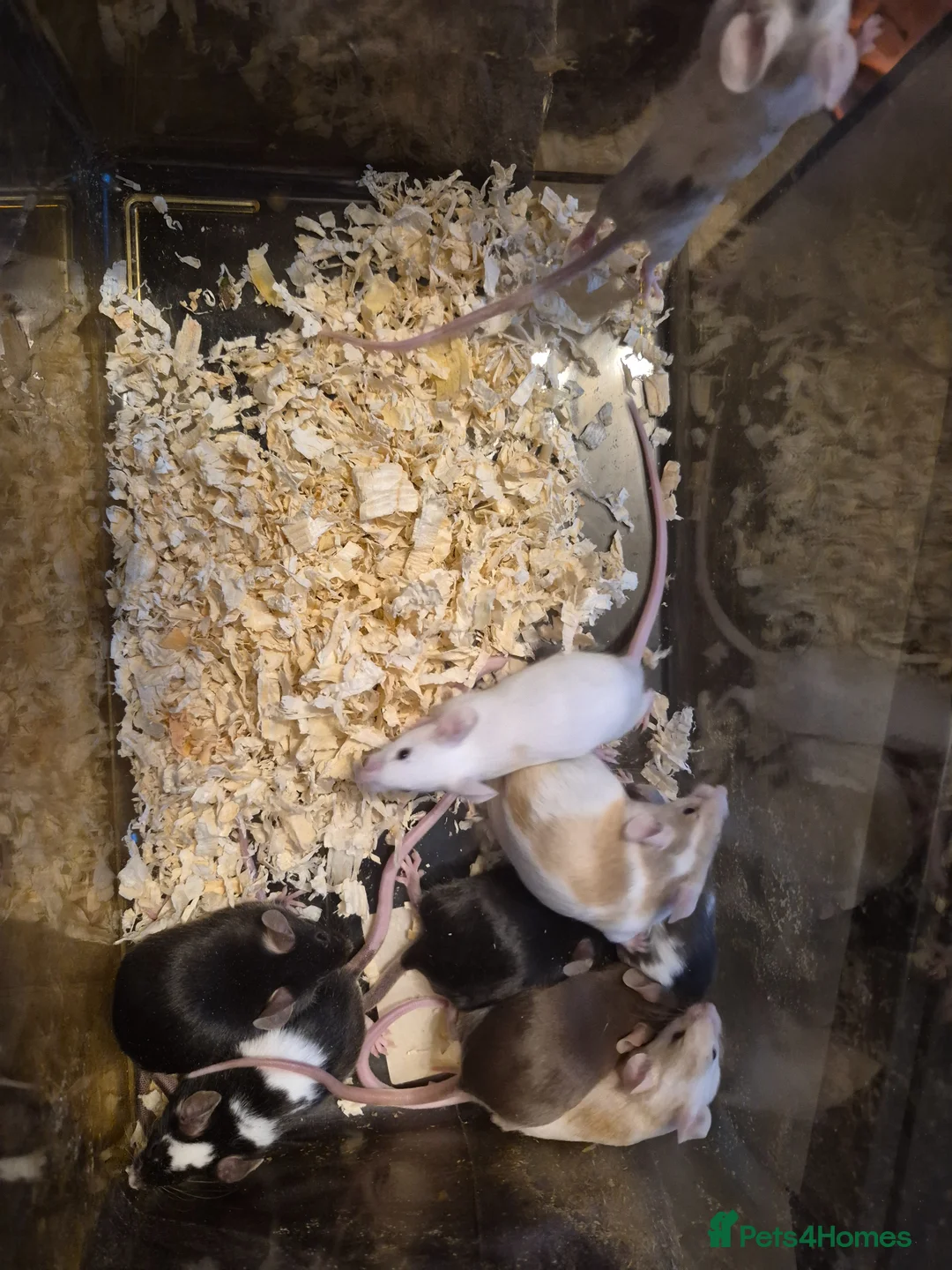 Mouse rodents for sale: 9 Cute Female Baby Fancy Mice - Advert 5