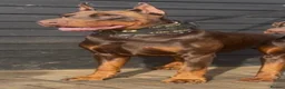 Mixed Breed dogs for sale: Mum bull mix dad European Doberman Bullderman pups in Swansea - Advert 9