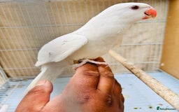 Ringnecks birds for sale: Stunning rare Ringnecks for sale  - Image 8