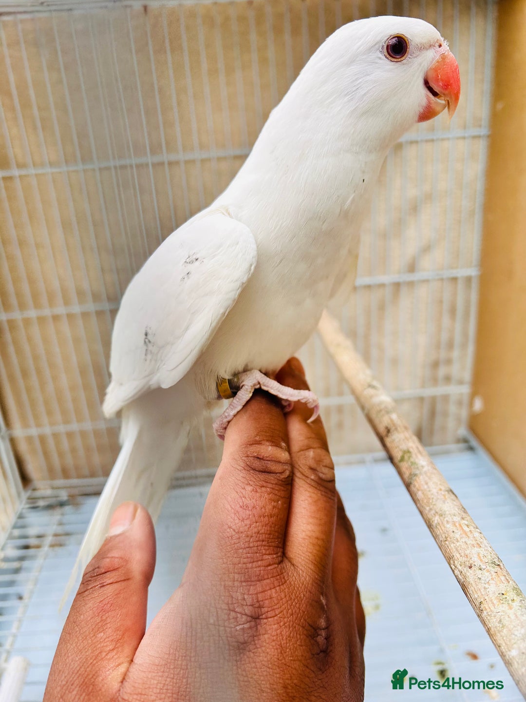 Ringnecks birds for sale: Stunning rare Ringnecks for sale  - Image 8