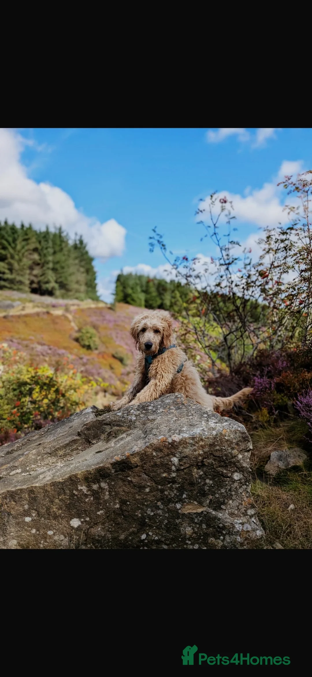 Mixed Breed dogs for sale: Australian Goldendoodle  in Huddersfield - Advert 2