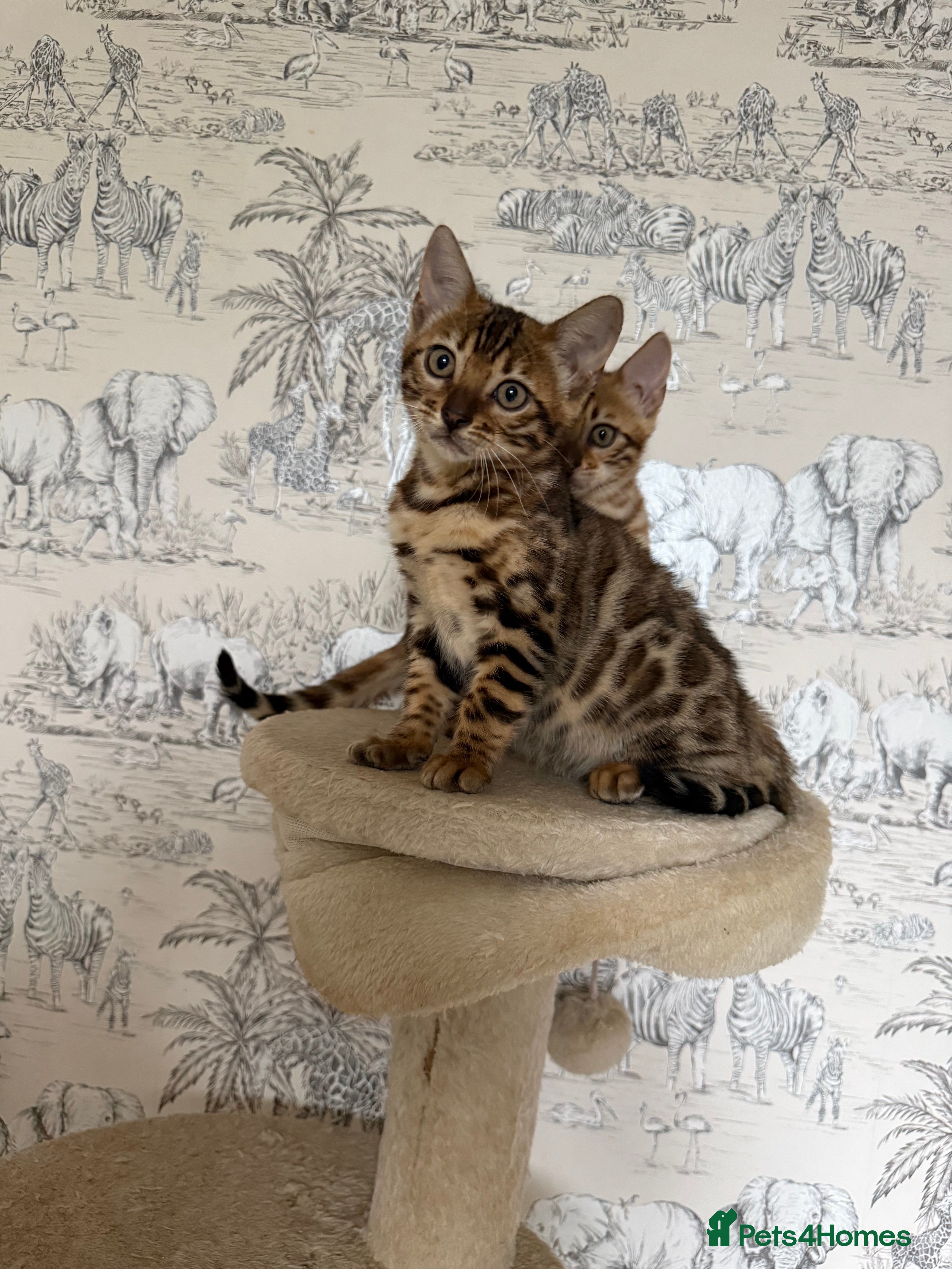 Bengal cats 🐆Adorable pedigree bengal kittens🐆 - Advert 8