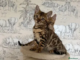 Bengal cats 🐆Adorable pedigree bengal kittens🐆 - Advert 8