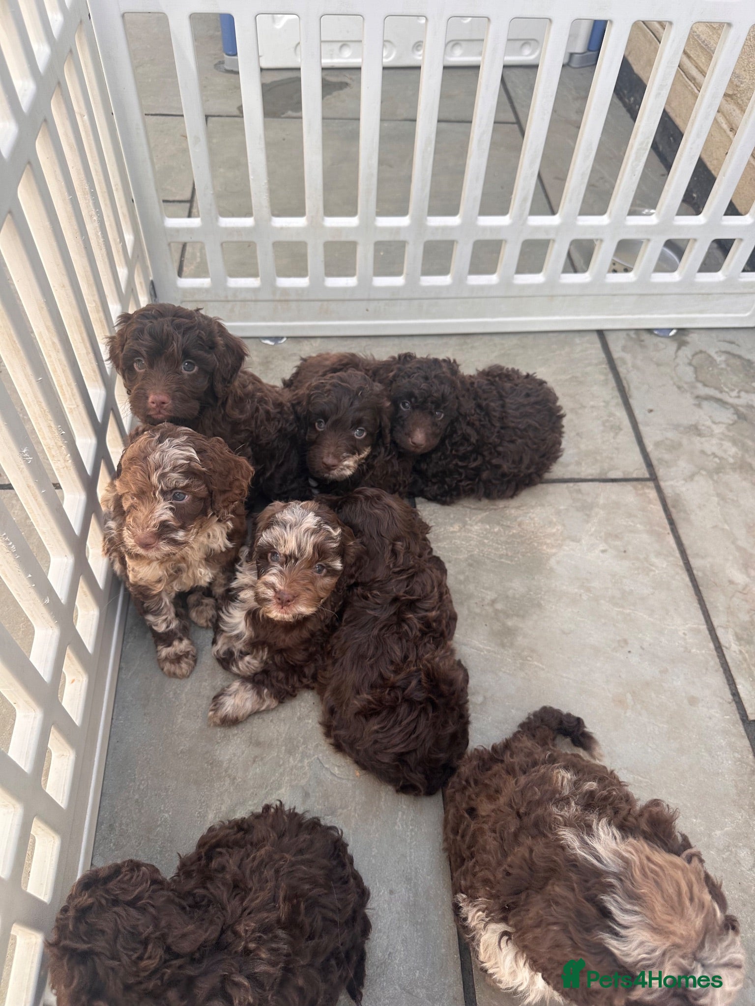 Cockapoo dogs Gorgeous F1B Cockapoo Puppies 🐾 - Advert 2