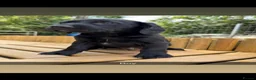 Springador dogs for sale: Springador pups 3 boys 5 girls available  - Advert 4