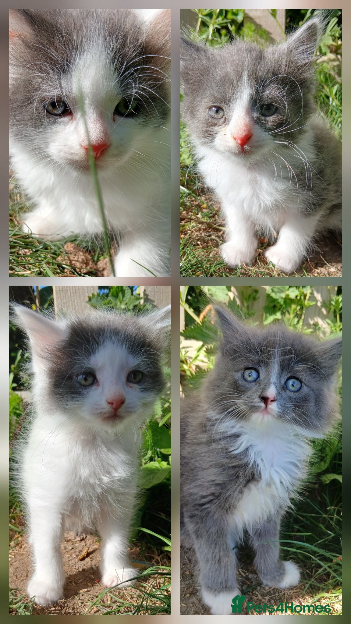 British Longhair cats Stunning BLH kittens. READY NOW!!!! - Advert 1
