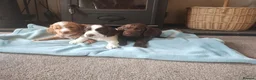 Cocker Spaniel dogs for sale: Cocker Spaniel Puppies Top Quality - Advert 14