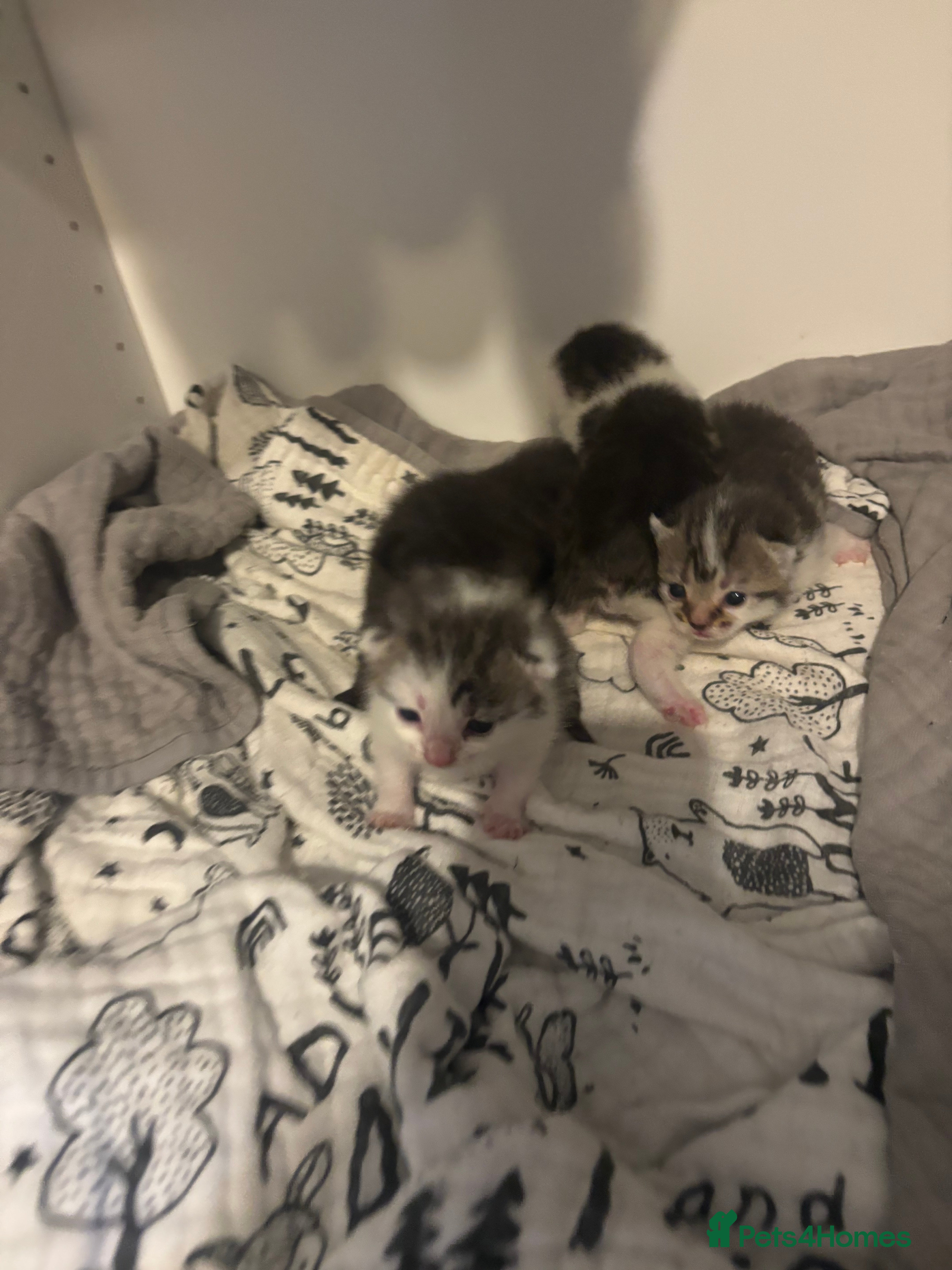 Domestic Shorthair cats Kittens ready for their homea - Advert 3