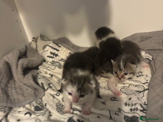 Domestic Shorthair cats Kittens ready for their homea - Advert 3