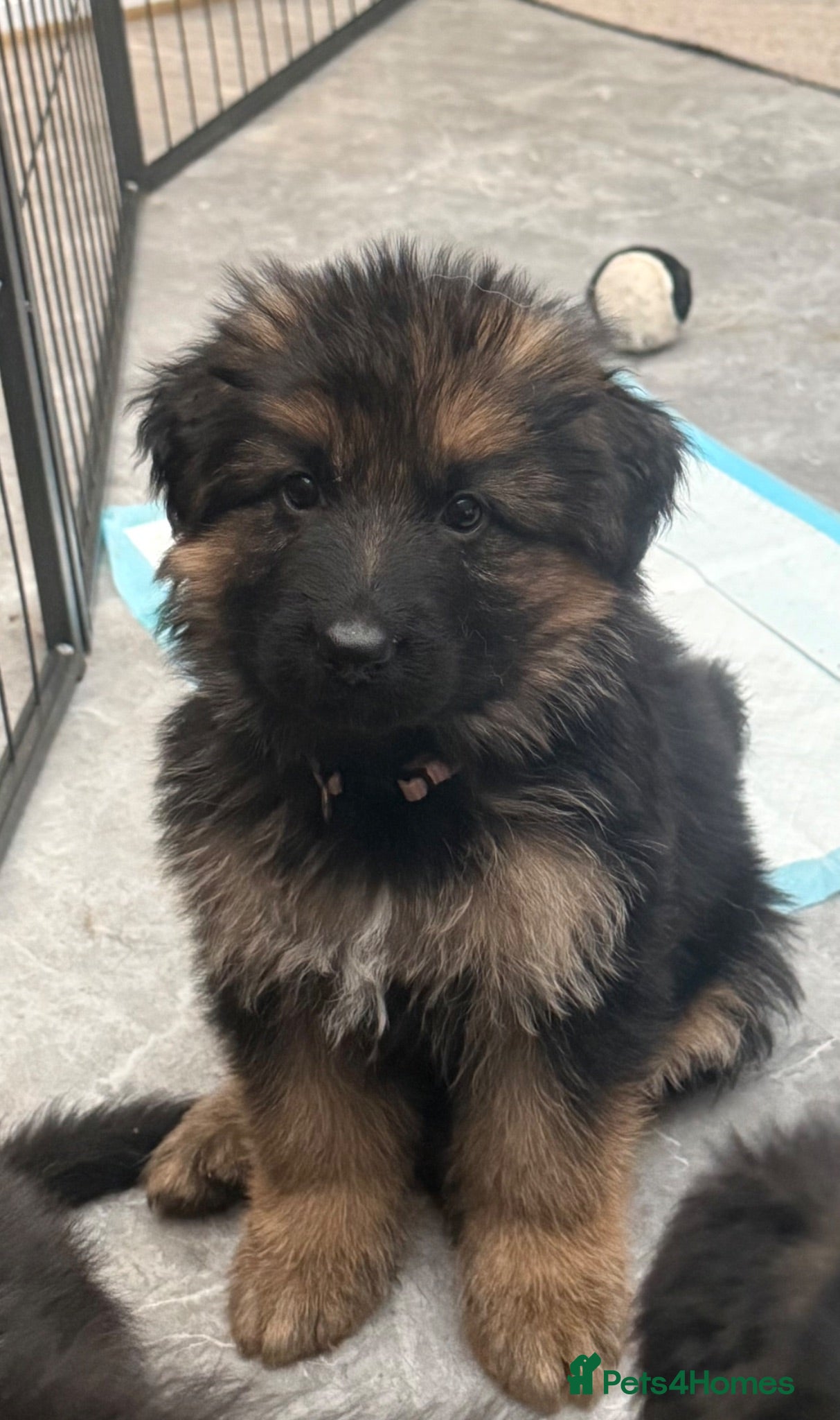 German Shepherd dogs Kc reg Long haired German shepherd puppies  - Advert 4