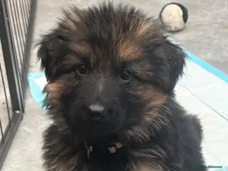 German Shepherd dogs Kc reg Long haired German shepherd puppies - Advert 4