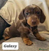 Miniature Dachshund dogs - Advert 6