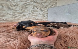 Dachshund dogs for sale: Miniature dachshund puppies PRA CLR - Image 10