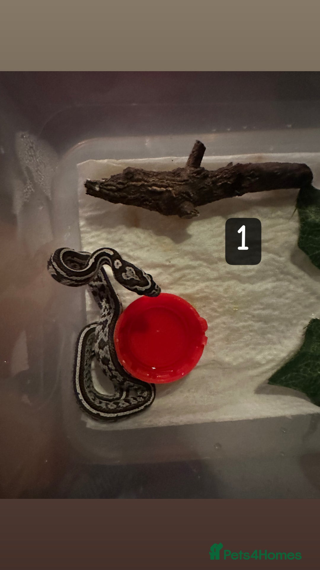 Corn Snake reptiles for sale: 3 Corn Snakes (Sold Separately) - Image 1