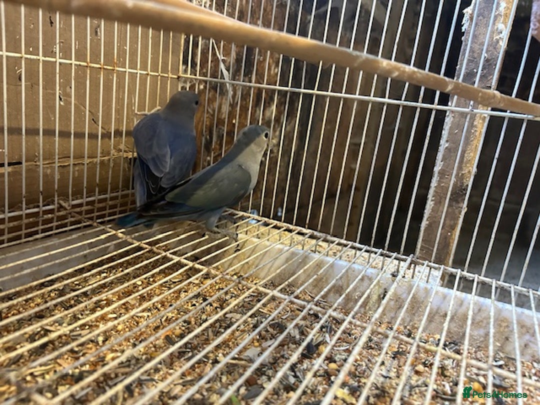 Lovebirds birds for sale: LOVEBIRD - Image 8